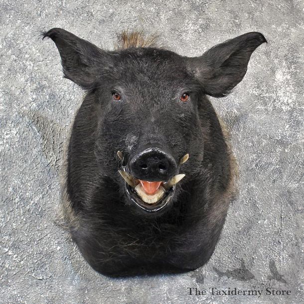 Black Boar Taxidermy Mount #11560 - For Sale - The Taxidermy Store