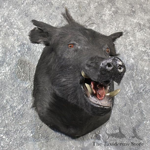 Black Boar Taxidermy Mount #11561- For Sale @ The Taxidermy Store