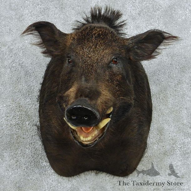 Black Boar Shoulder Taxidermy Mount #13081 For Sale @ The Taxidermy Store