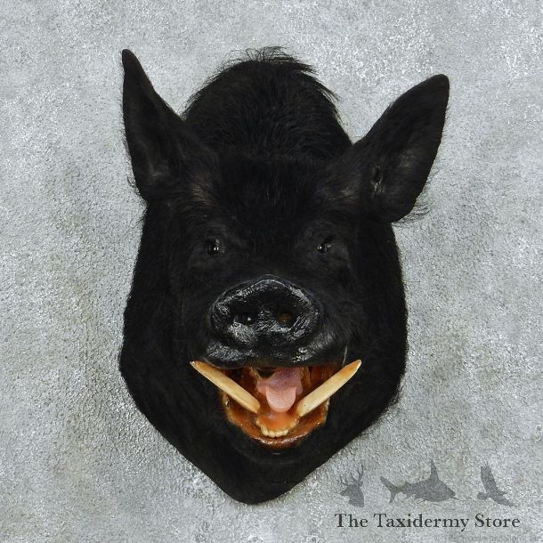 Black Boar Shoulder Taxidermy Mount #13089 For Sale @ The Taxidermy Store