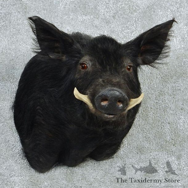 Black Boar Taxidermy Shoulder Mount #12957 For Sale @ The Taxidermy Store