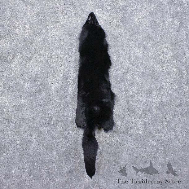Black Dyed Taxidermy Hide - Skin - Fur #12413 For Sale @ The Taxidermy Store