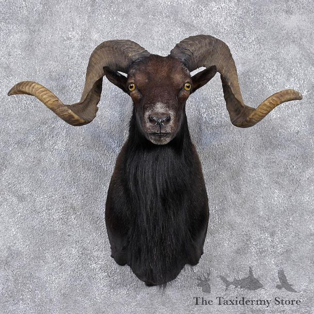 Black Hawaiian Coriscan Ram Shoulder Taxidermy Head Mount #12513 For Sale @ The Taxidermy Store