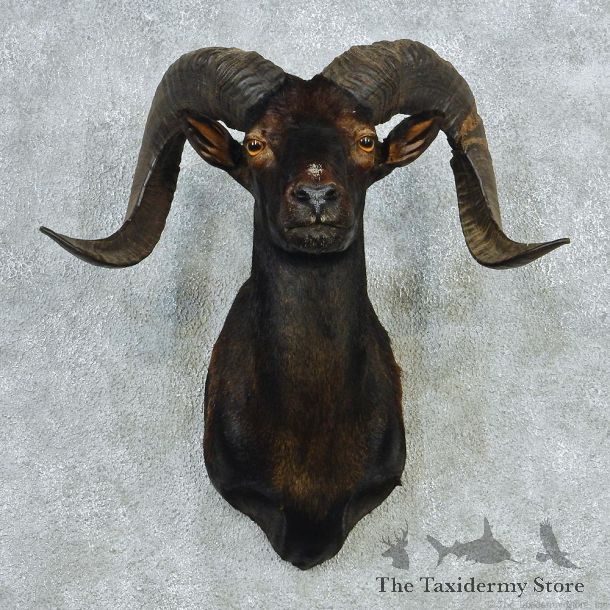 Black Hawaiian Coriscan Ram Shoulder Taxidermy Head Mount #12712 For Sale @ The Taxidermy Store