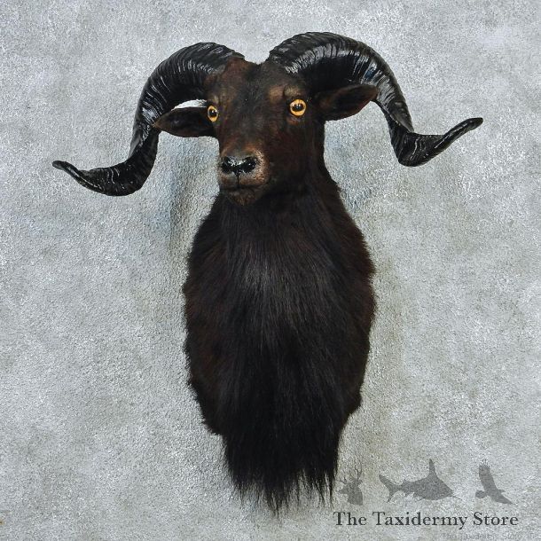 Black Hawaiian Coriscan Ram Shoulder Taxidermy Head Mount #12713 For Sale @ The Taxidermy Store