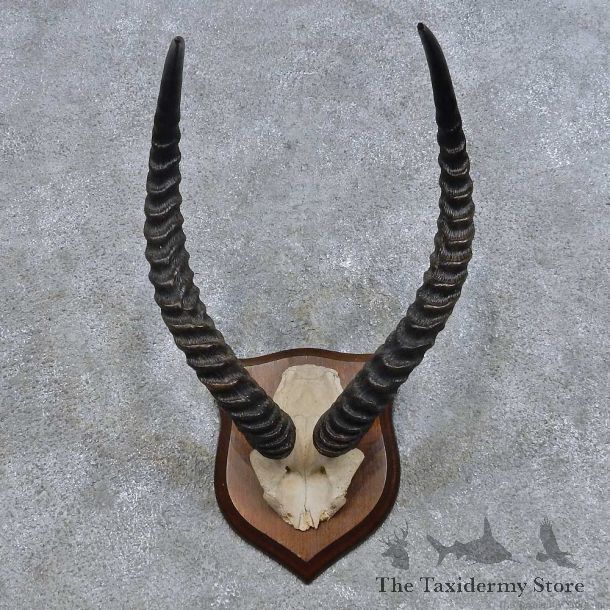 Black Lechwe Horn Plaque Mount For Sale #14624 @ The Taxidermy Store
