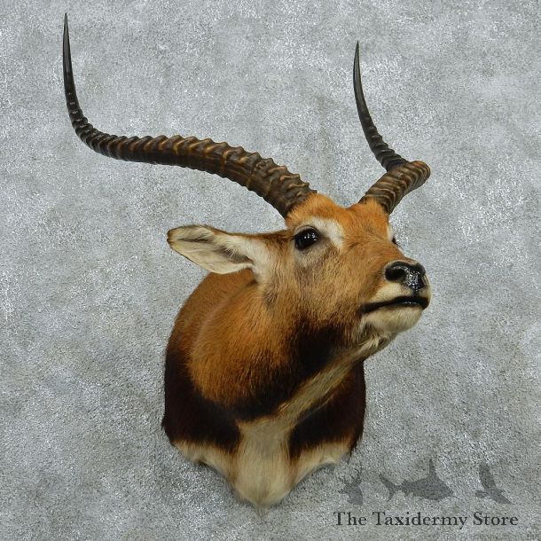 Black Lechwe Shoulder Taxidermy Mount #12973 For Sale @ The Taxidermy Store