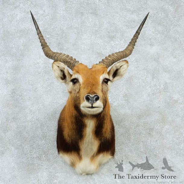Black Lechwe Shoulder Taxidermy Mount #13223 For Sale @ The Taxidermy Store