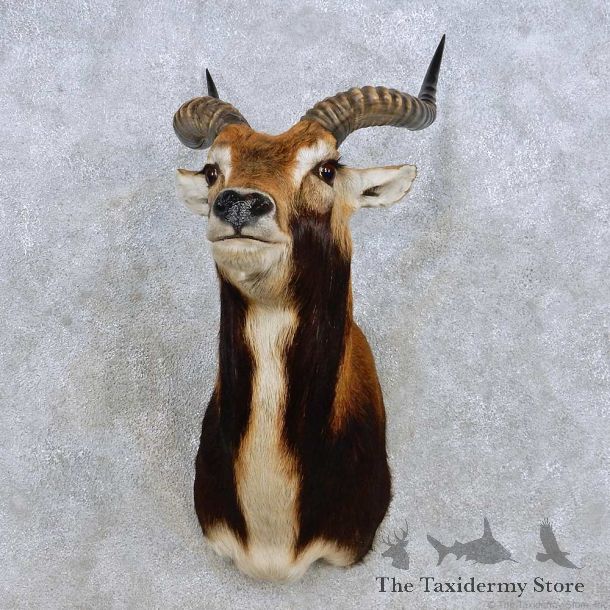 Black Lechwe Shoulder Mount For Sale #14266 @ The Taxidermy Store