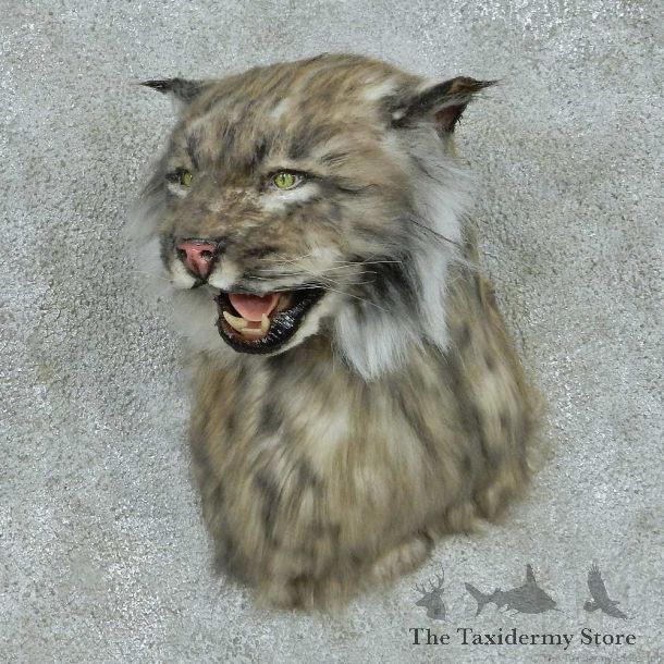 Reproduction Black Lynx Shoulder Mount #16418 For Sale @ The Taxidermy Store