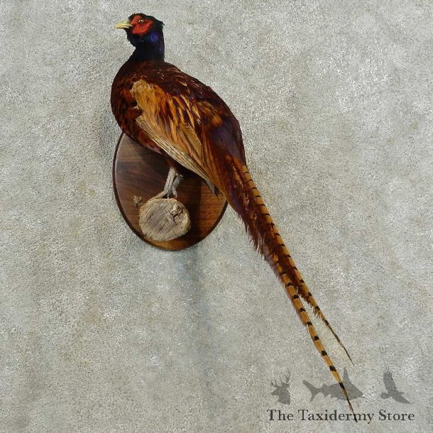 English Black Neck Pheasant Bird Mount For Sale #16585 @ The Taxidermy Store