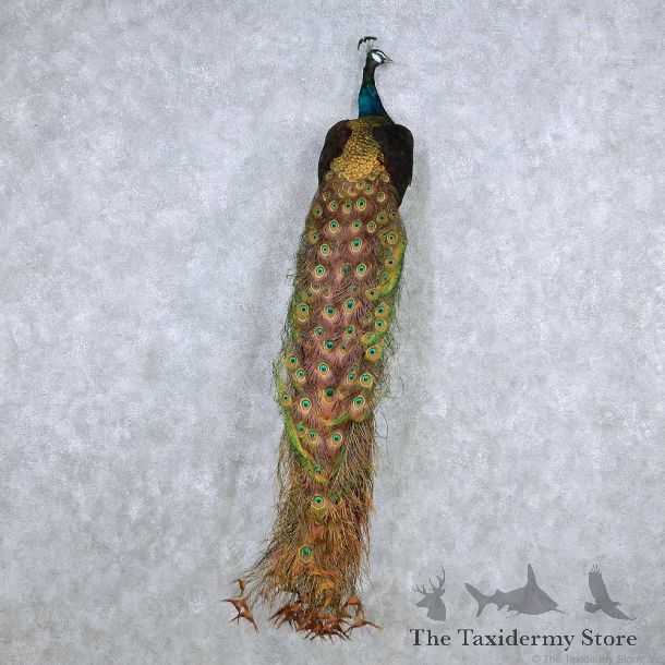 Black Indian Peacock Mount For Sale #13920 For Sale @ The Taxidermy Store