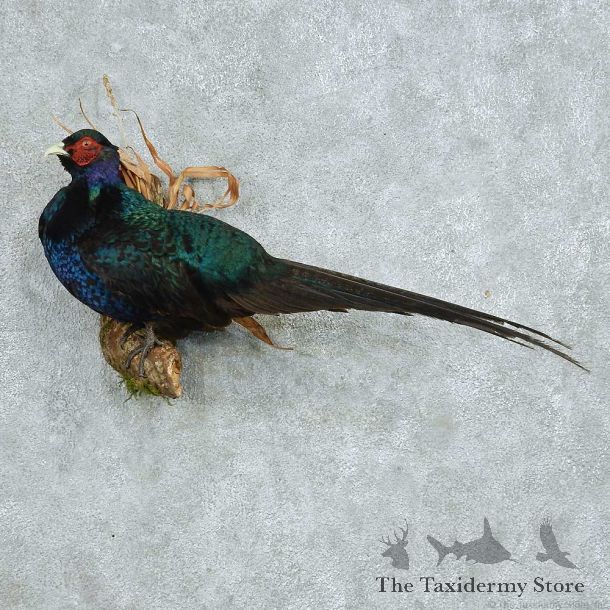 Perched Black Pheasant Life Size Mount #13659 For Sale @ The Taxidermy Store