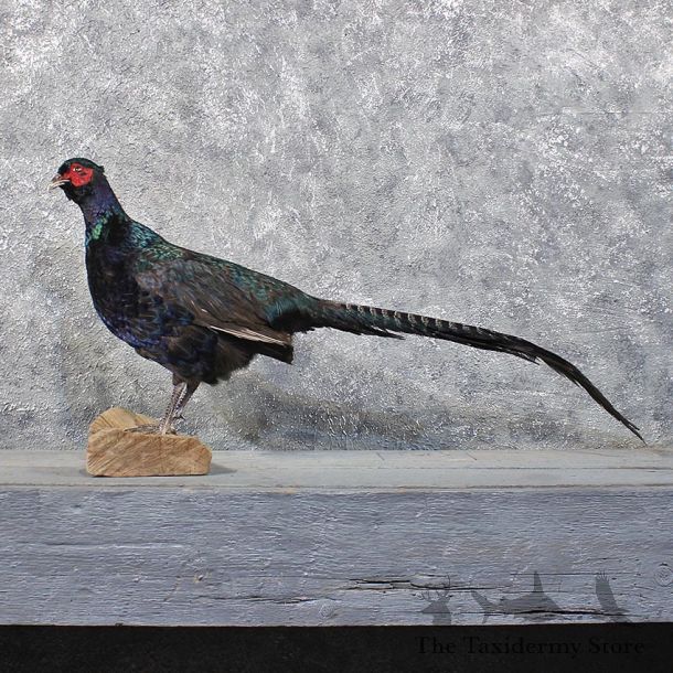 Black Green Pheasant Mount #11733 For Sale @ The Taxidermy Store