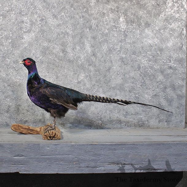 Black Green Pheasant Mount #11734 For Sale @ The Taxidermy Store