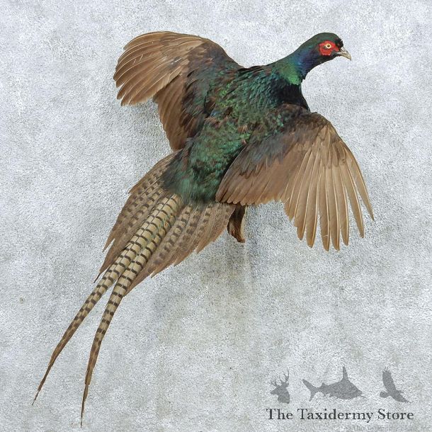 Flying Black Pheasant Life Size Taxidermy Mount #13042 For Sale @ The Taxidermy Store