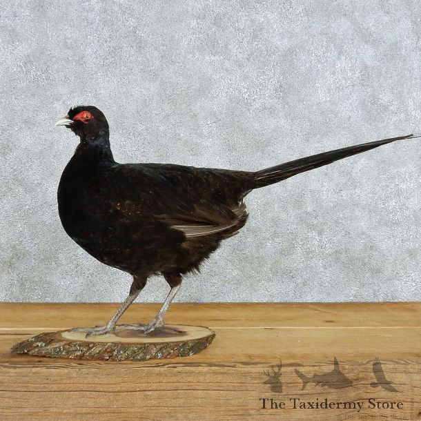 Black Pheasant Life-Size Taxidermy Mount #13056 For Sale @ The Taxidermy Store