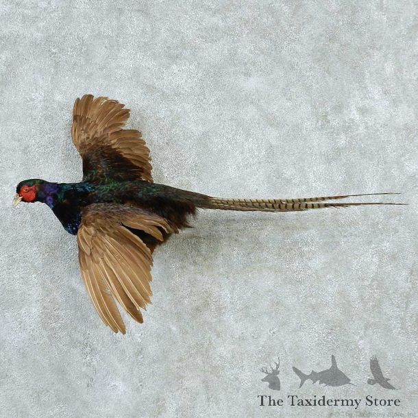 Flying Black Pheasant Mount #13205 For Sale @ The Taxidermy Store