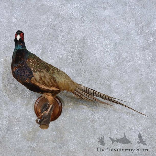 Perched Black Pheasant Mount For Sale #14253 @ The Taxidermy Store