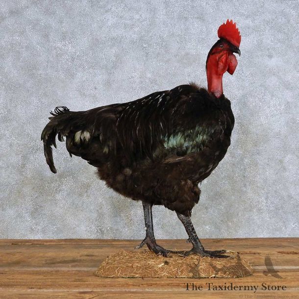Black Turken Rooster Bird Mount For Sale #14401 @ The Taxidermy Store