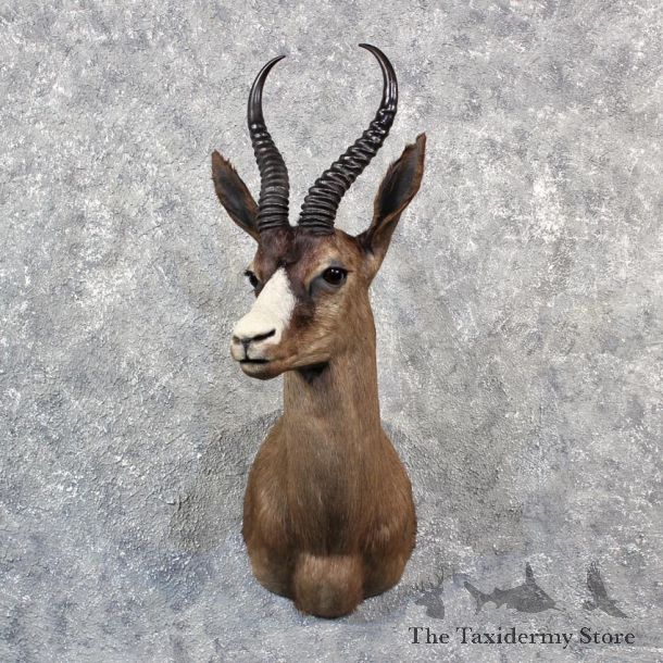 African Springbok Mount #11535 - For Sale - The Taxidermy Store