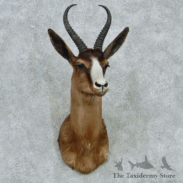 Black Springbok Shoulder Taxidermy Mount M1 #12814 For Sale @ The Taxidermy Store
