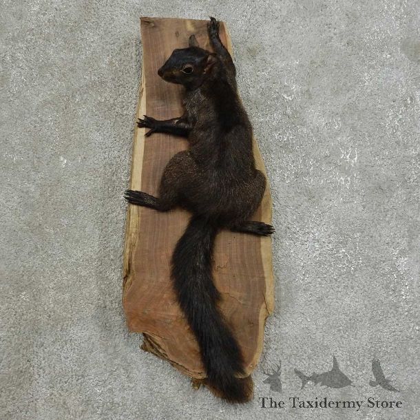 Black Squirrel Life-Size Mount For Sale #16848 @ The Taxidermy Store