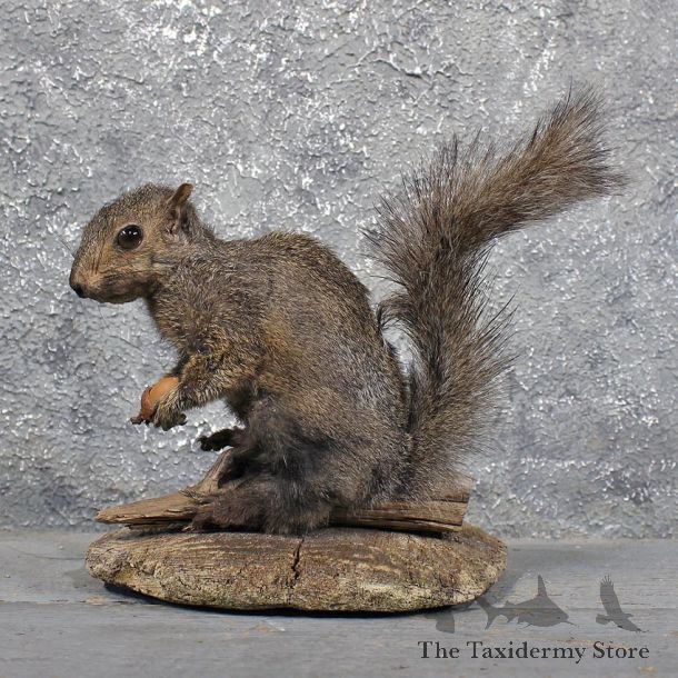 Vintage Black Squirrel Mount #11834 For Sale @ The Taxidermy Store