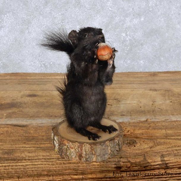 Standing Black Squirrel Mount For Sale #14408 @ The Taxidermy Store