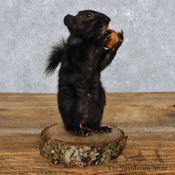 Standing Black Squirrel Mount For Sale #14409 @ The Taxidermy Store