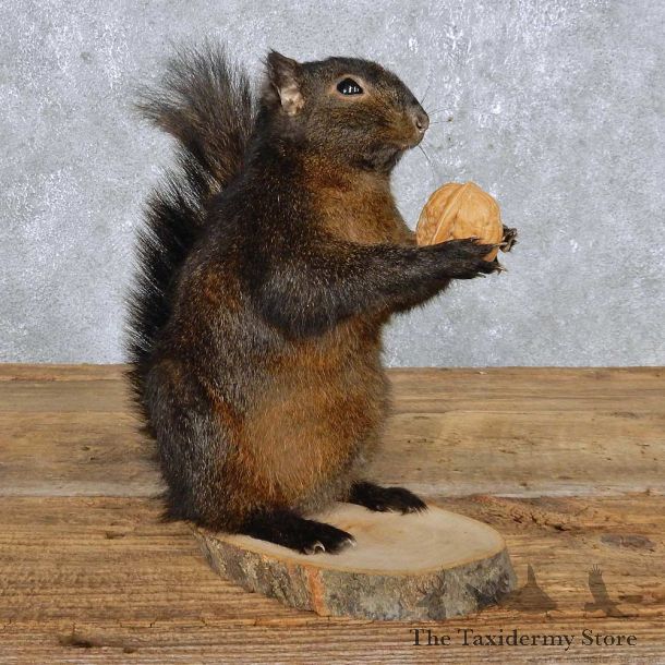 Black Squirrel Mount For Sale #14863 @ The Taxidermy Store