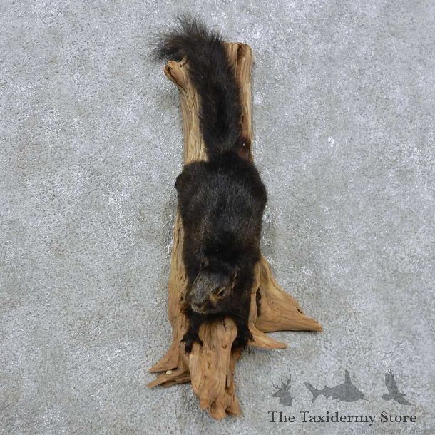 Black Squirrel Mount For Sale #14887 @ The Taxidermy Store