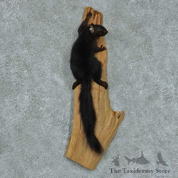 Climbing Black Squirrel Life Size Mount #13428 For Sale @ The Taxidermy Store