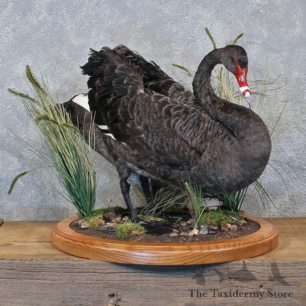 Black Swan Taxidermy Bird Mount #11957 For Sale @ The Taxidermy Store