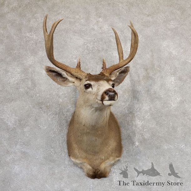 Black-tailed Deer Shoulder Mount For Sale #18986 @ The Taxidermy Store