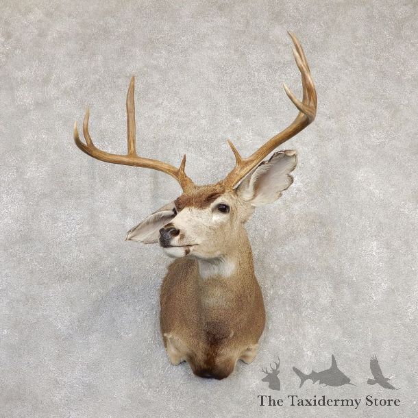 Black-tailed Deer Shoulder Mount For Sale #20265 @ The Taxidermy Store