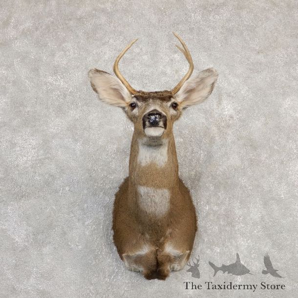 Black-tailed Deer Shoulder Mount For Sale #20267 @ The Taxidermy Store