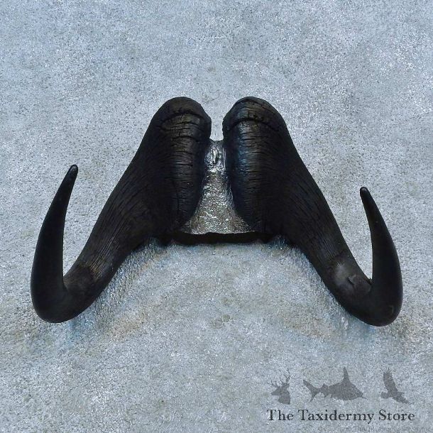 Black Wildebeest Skull Cap & Horn Mount For Sale #15496 @ The Taxidermy Store