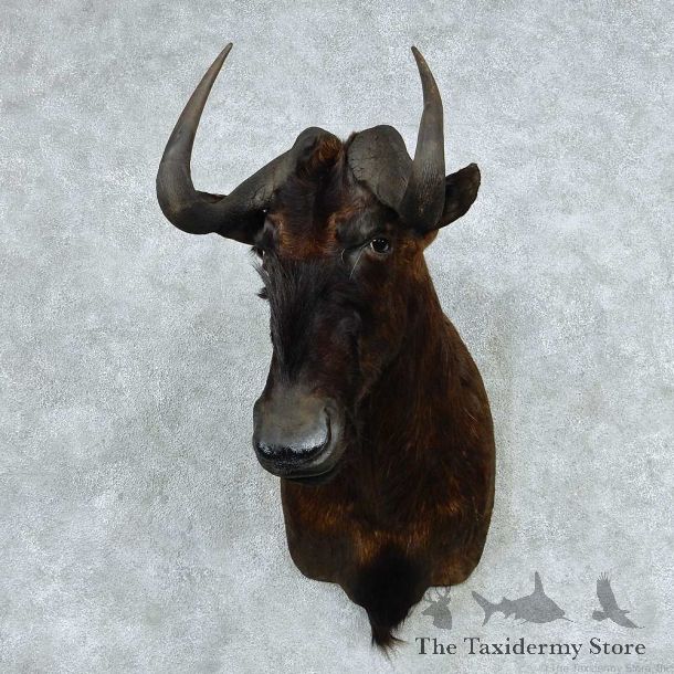 African Black Wildebeest Shoulder Mount #13791 For Sale @ The Taxidermy Store