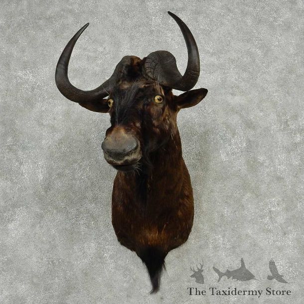 Black Wildebeest Shoulder Mount #13810 For Sale @ The Taxidermy Store