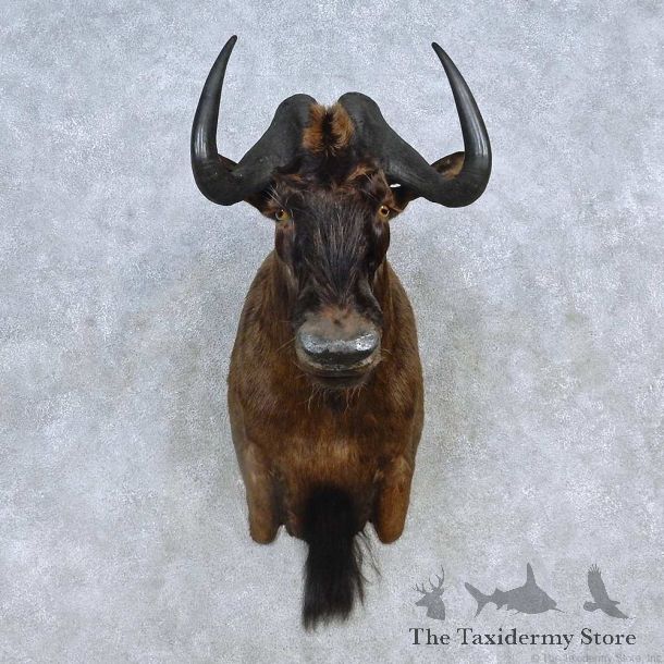African Black Wildebeest Shoulder Mount For Sale #15138 @ The Taxidermy Store