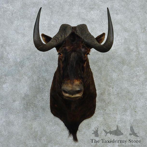Black Wildebeest Shoulder Taxidermy Mount #12986 For Sale @ The Taxidermy Store