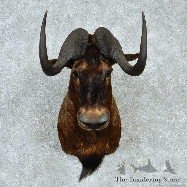 Black Wildebeest Shoulder Taxidermy Mount #13222 For Sale @ The Taxidermy Store