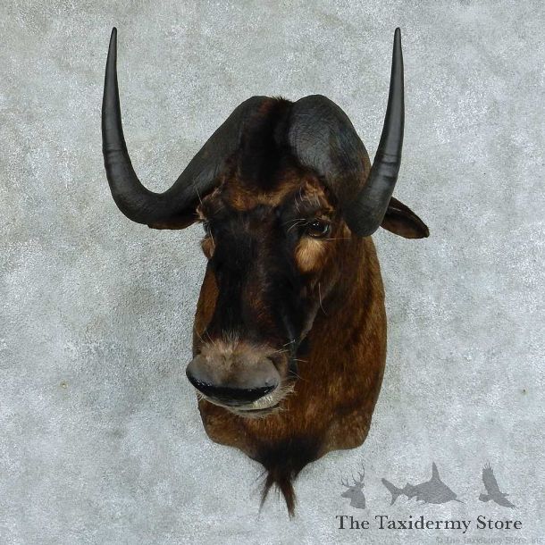 Black Wildebeest Shoulder Taxidermy Mount #13369 For Sale @ The Taxidermy Store