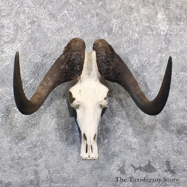 Black Wildebeest Skull & Horns #11091 For Sale @ The Taxidermy Store