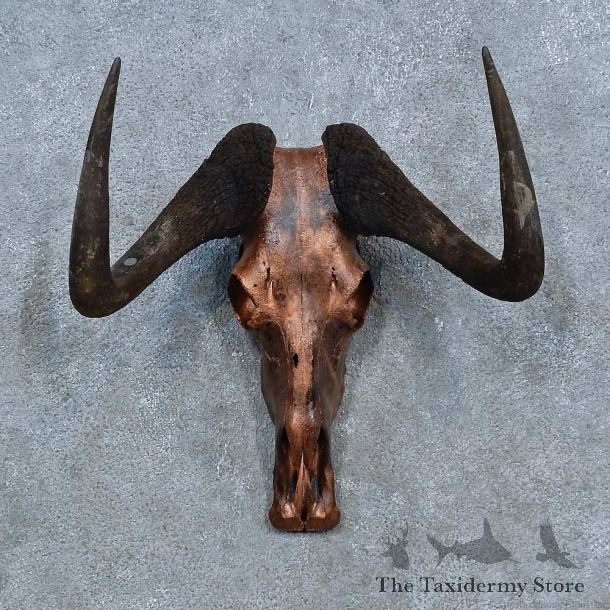 Black Wildebeest Skull European Mount For Sale #15438 @ The Taxidermy Store