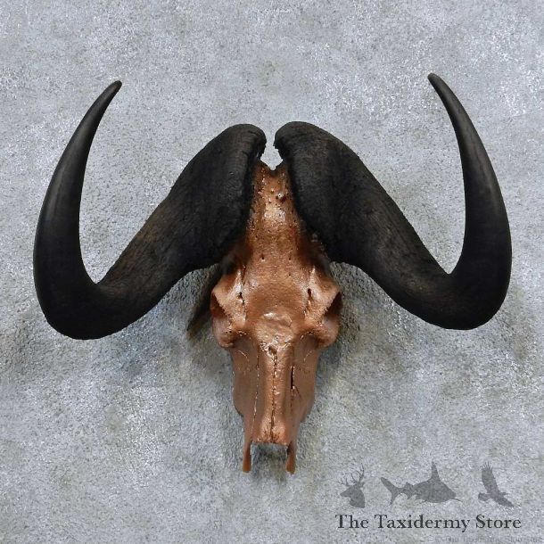 Black Wildebeest Skull Horns Mount For Sale #13919 For Sale @ The Taxidermy Store