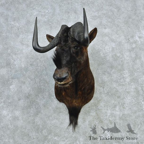 Black Wildebeest Taxidermy Mount M1 #12803 For Sale @ The Taxidermy Store