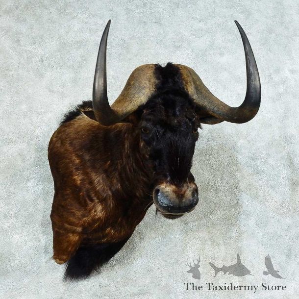 Black Wildebeest Shoulder Mount For Sale #16179 @ The Taxidermy Store