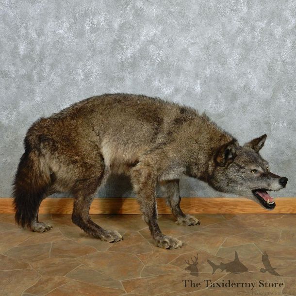Black Wolf Life-Size Taxidermy Mount #12961 For Sale @ The Taxidermy Store